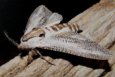 Endoxyla lituratus