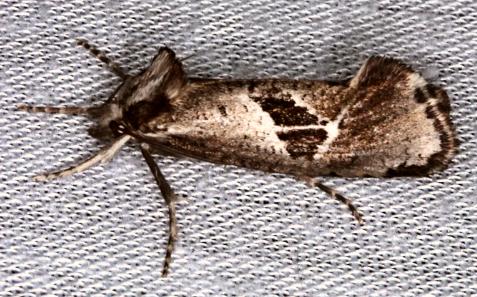 Archaeoses magicosema