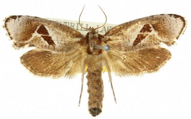 Archaeoses magicosema