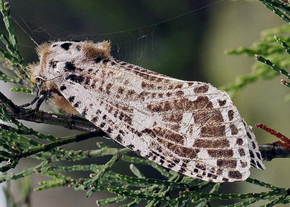 Endoxyla magniguttata