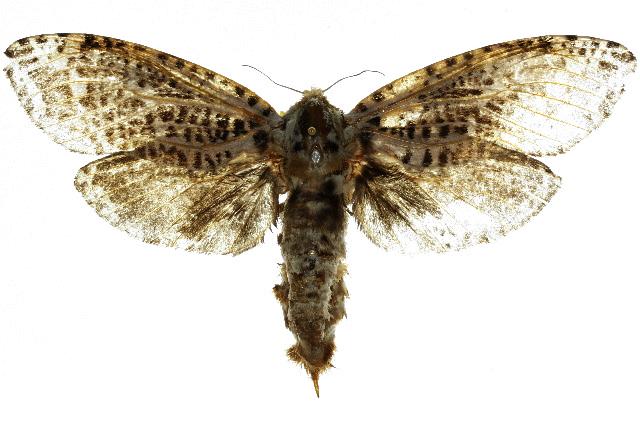 Endoxyla magniguttata