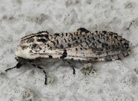 Endoxyla neuroxantha