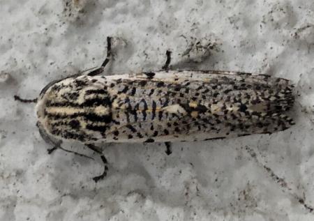 Endoxyla neuroxantha