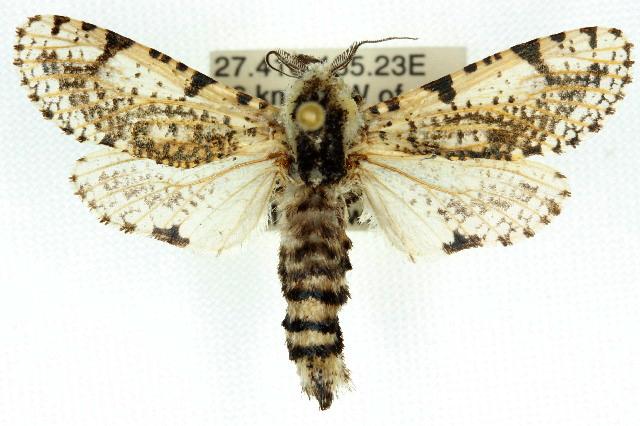 Endoxyla neuroxantha