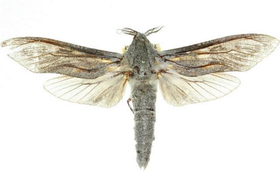 Endoxyla nubila