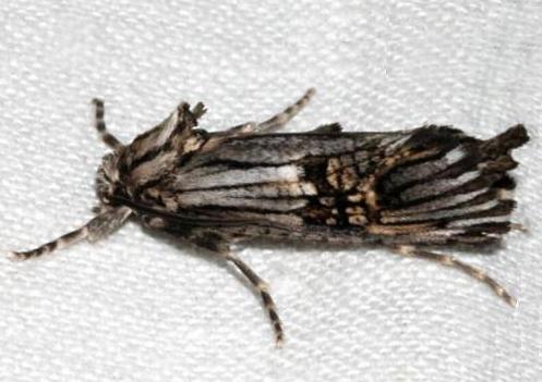 Archaeoses pentasema