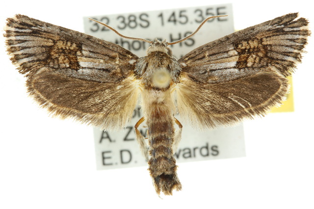 Archaeoses pentasema