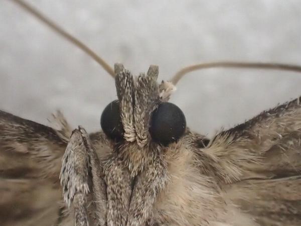 Archaeoses pentasema