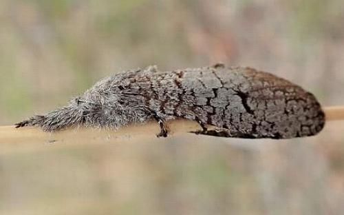 Sympycnodes rhaptodes