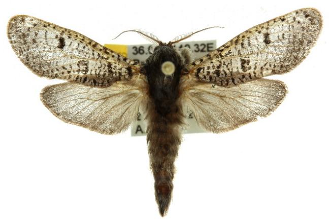 Sympycnodes rhaptodes