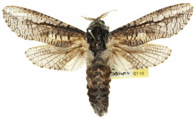 Endoxyla secta