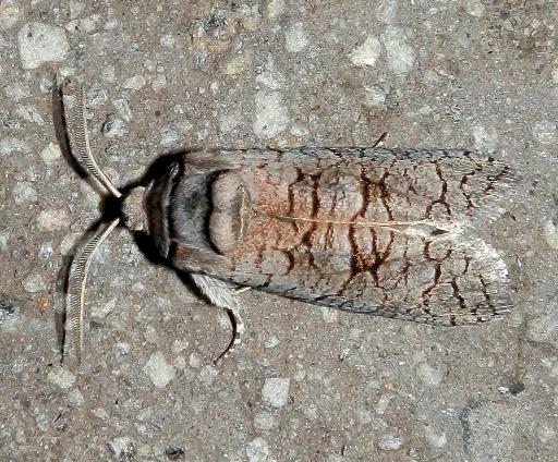 Culama suffusca