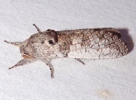 Skeletophyllon tempestua