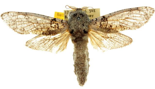 Skeletophyllon tempestua