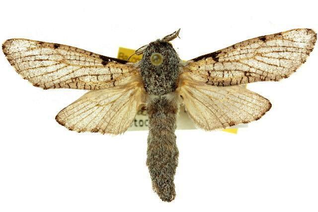 Sympycnodes tripartita