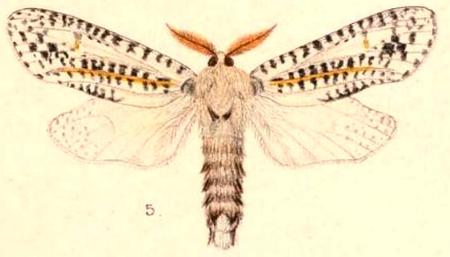 Endoxyla vittata