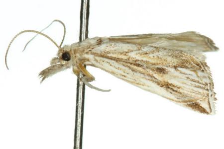 Charltoniada acrocapna
