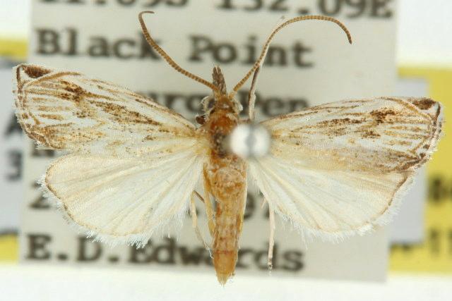 Charltoniada acrocapna