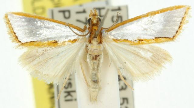 Neargyrioides aglaopis