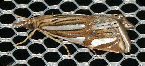 Hednota bifractellus