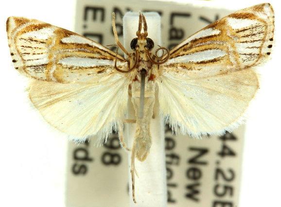 Hednota bifractellus