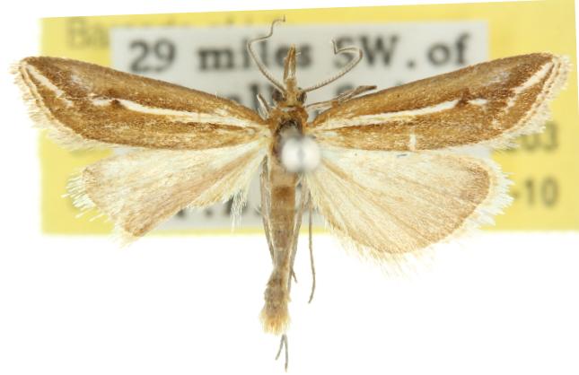 Hednota cyclosema