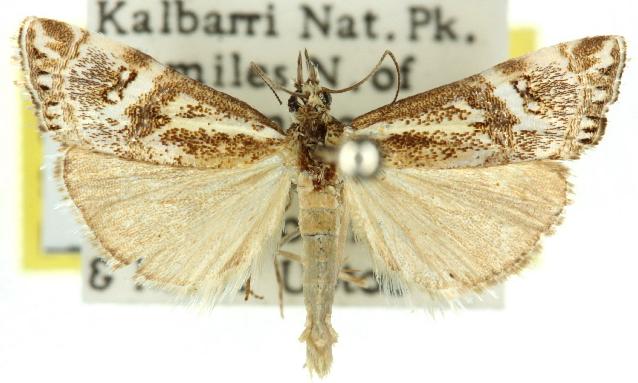 Hednota eremenopa