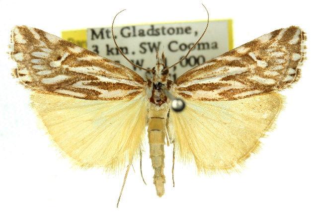 Hednota impletellus