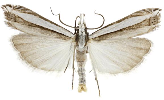 Bleszynskia malacelloides