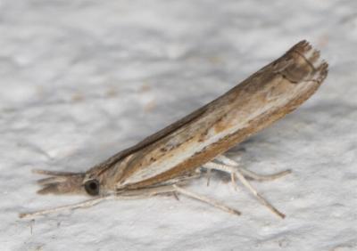 Ptochostola microphaeellus