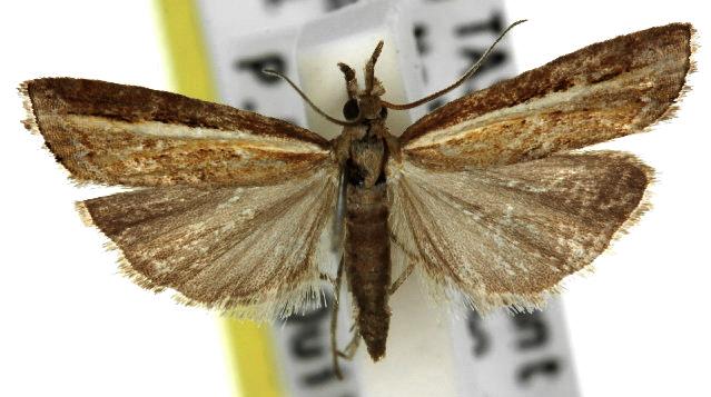 Ptochostola microphaellus