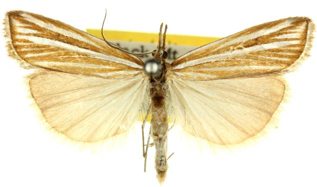 Hednota opulentellus