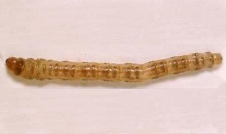 Calamotropha paludella