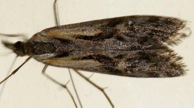 Hednota pedionoma