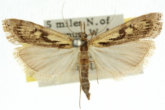 Hednota pedionoma