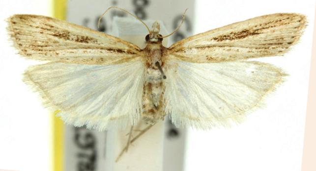 Platytes platysticha