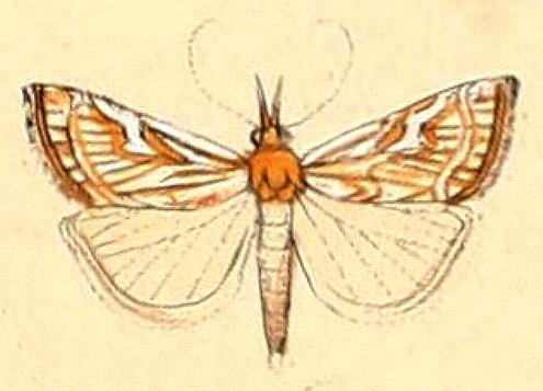 Hednota pleniferellus