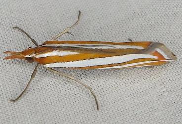 Hednota recurvellus