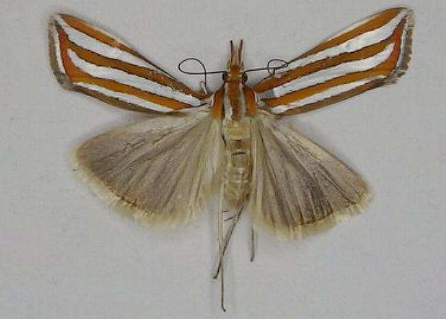 Hednota recurvellus