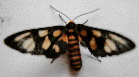 Amata annulata
