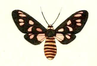 Amata annulata