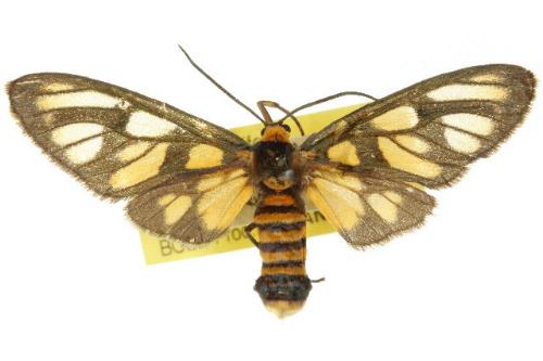 Amata antitheta