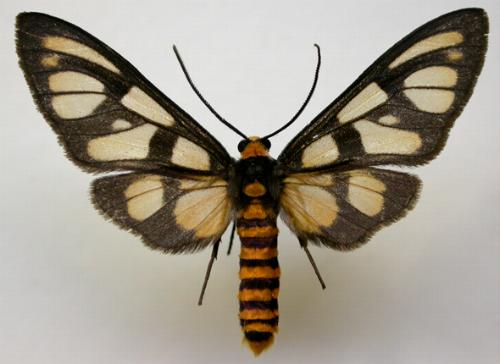 Amata aperta