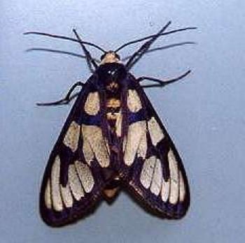 Amata aperta