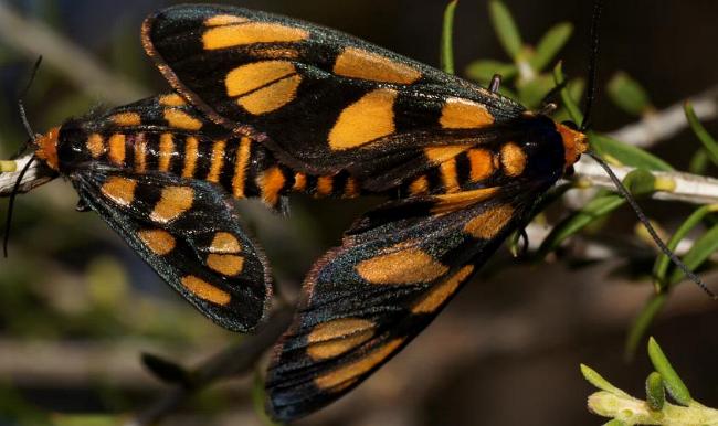 Amata aperta
