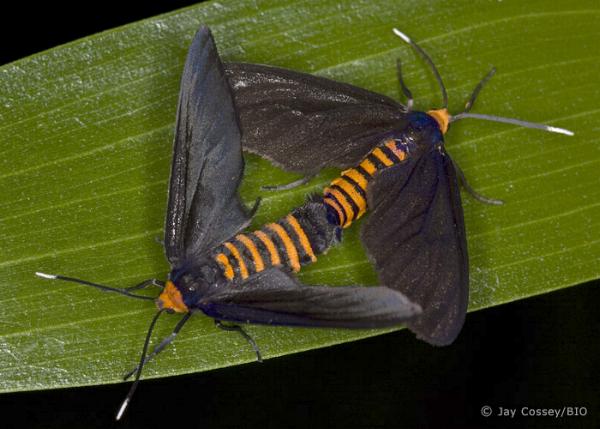 Amata bicolor