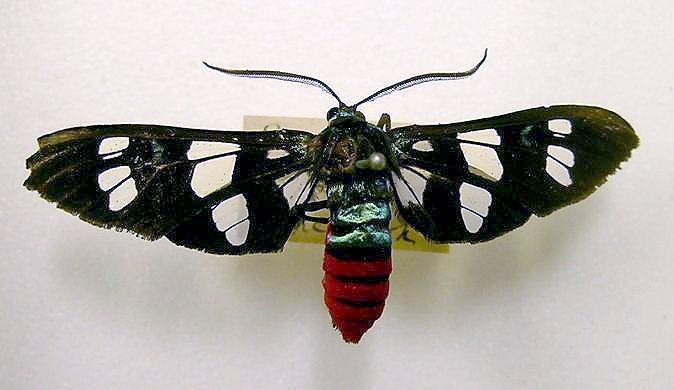 Euchromia creusa