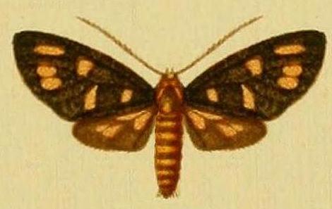 Amata dyschlaena