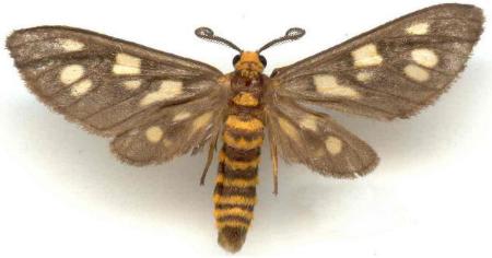 Eressa geographica