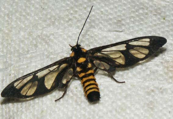 Ceryx guttulosa